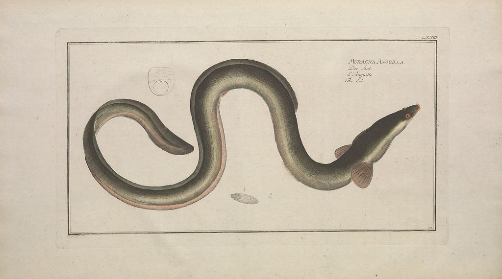 "n13_w1150" por BioDivLibrary/ pdm 1.0